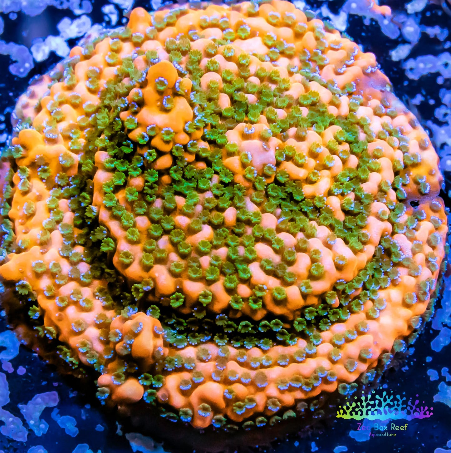 Montipora Coral- SPS Frag- Gold Rush Monti Montipora Coral- SPS Frag- Gold Rush Monti SPS Montipora Coral- SPS Frag- Gold Rush Monti Zeo Box Reef