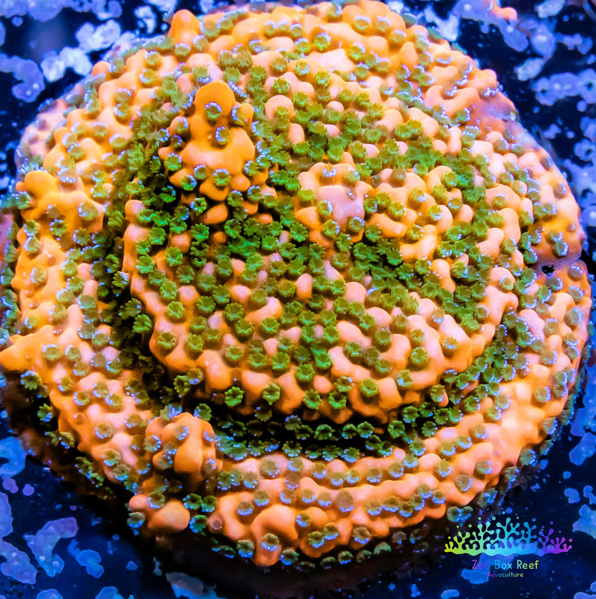 Montipora Coral- SPS Frag- Gold Rush Monti Montipora Coral- SPS Frag- Gold Rush Monti SPS Montipora Coral- SPS Frag- Gold Rush Monti Zeo Box Reef