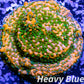Montipora Coral- SPS Frag- Gold Rush Monti Montipora Coral- SPS Frag- Gold Rush Monti SPS Montipora Coral- SPS Frag- Gold Rush Monti Zeo Box Reef