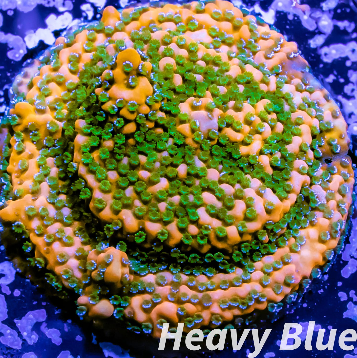 Montipora Coral- SPS Frag- Gold Rush Monti Montipora Coral- SPS Frag- Gold Rush Monti SPS Montipora Coral- SPS Frag- Gold Rush Monti Zeo Box Reef