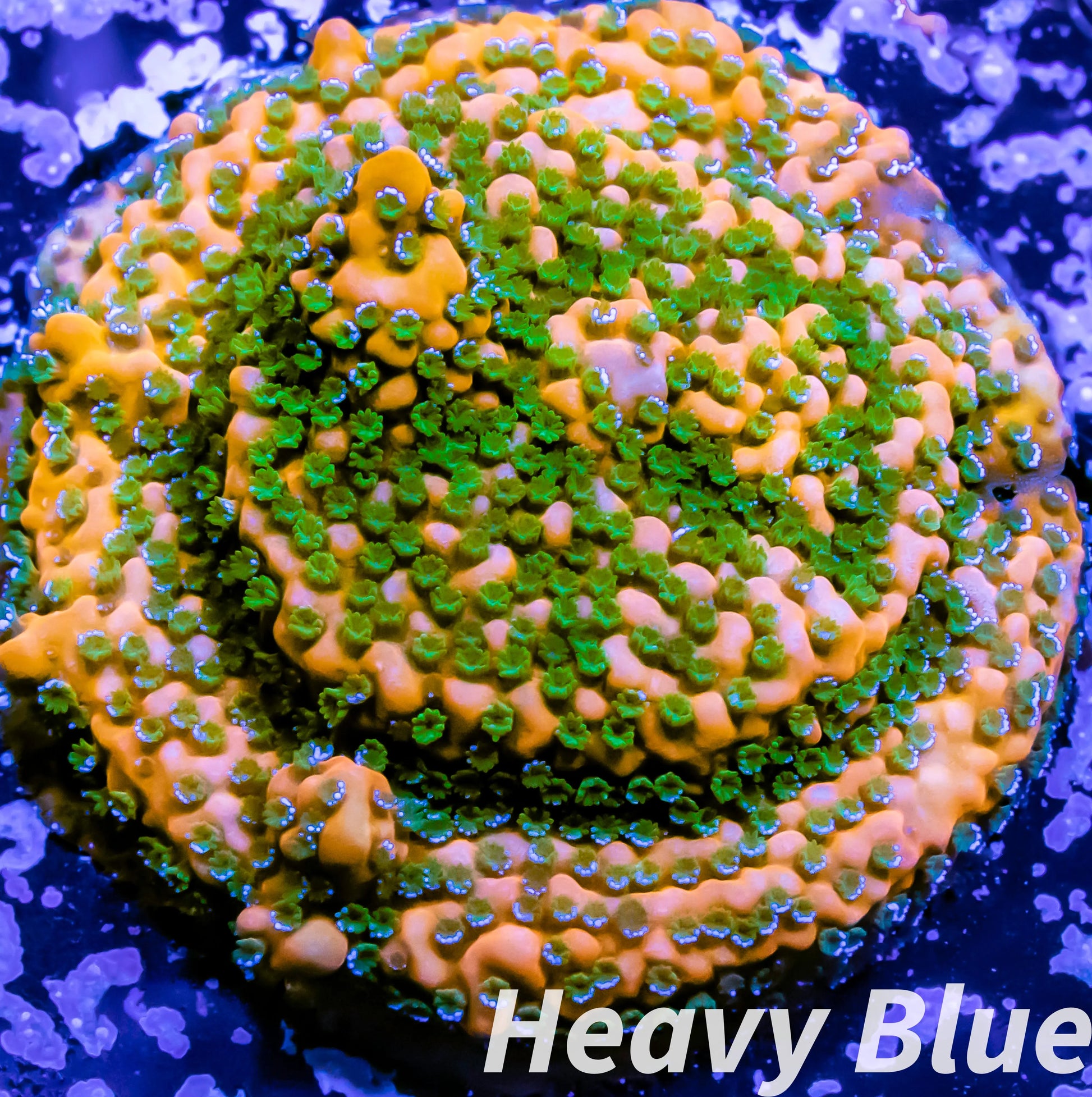 Montipora Coral- SPS Frag- Gold Rush Monti Montipora Coral- SPS Frag- Gold Rush Monti SPS Montipora Coral- SPS Frag- Gold Rush Monti Zeo Box Reef