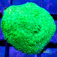 Montipora Coral- SPS Frag- Green Plating Monti WYSIWYG Montipora Coral- SPS Frag- Green Plating Monti WYSIWYG SPS Montipora Coral- SPS Frag- Green Plating Monti WYSIWYG Zeo Box Reef