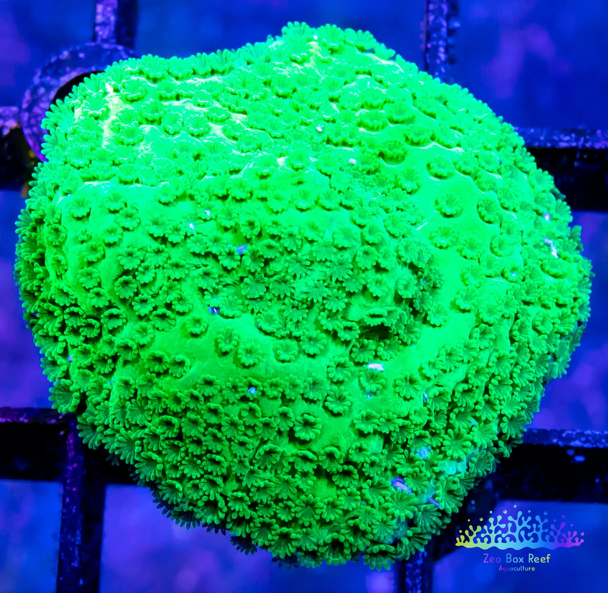 Montipora Coral- SPS Frag- Green Plating Monti WYSIWYG Montipora Coral- SPS Frag- Green Plating Monti WYSIWYG SPS Montipora Coral- SPS Frag- Green Plating Monti WYSIWYG Zeo Box Reef