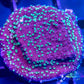 Montipora Coral- SPS Frag- Monti WYSIWYG Montipora Coral- SPS Frag- Monti WYSIWYG SPS Montipora Coral- SPS Frag- Monti WYSIWYG Zeo Box Reef