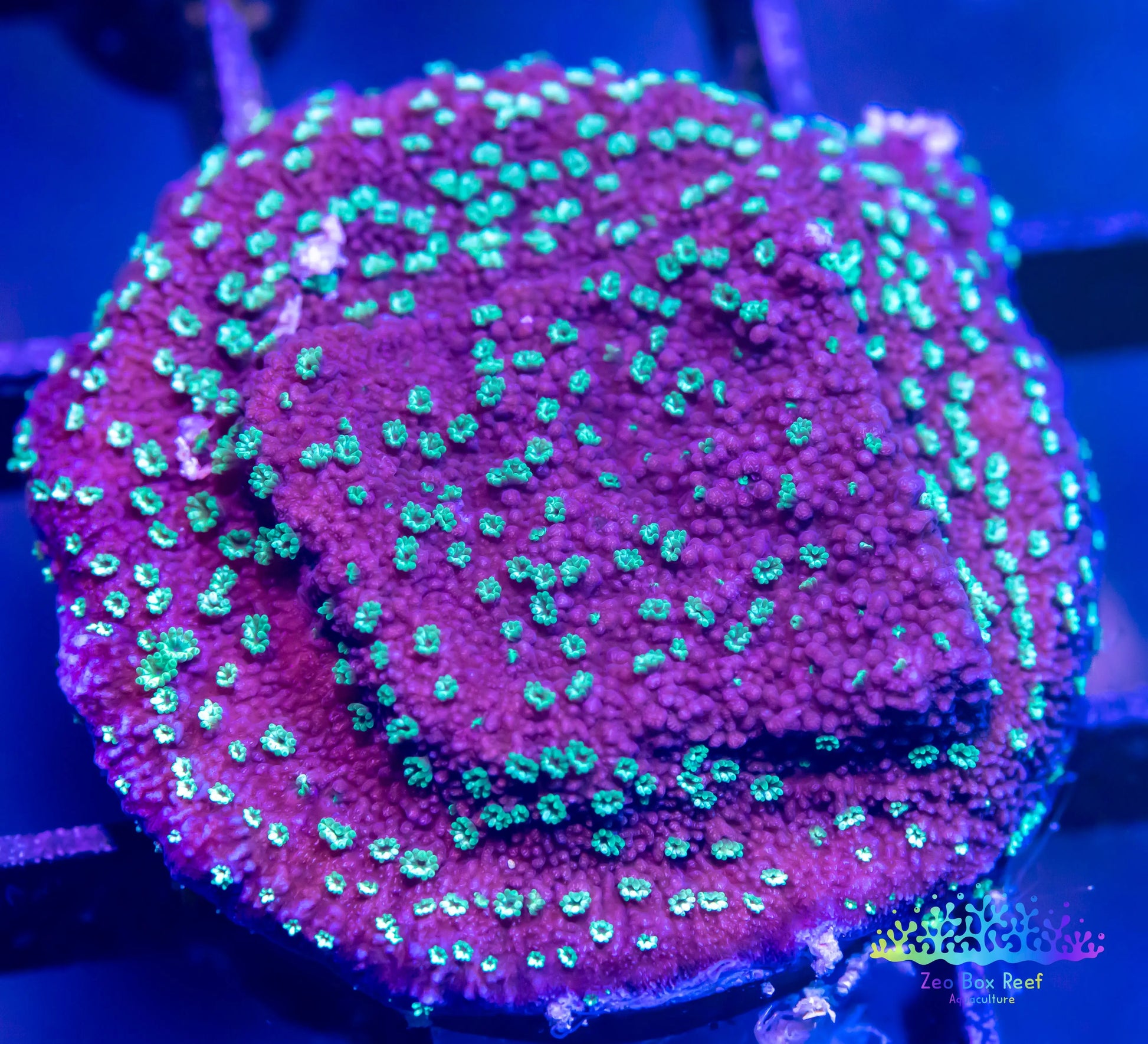 Montipora Coral- SPS Frag- Monti WYSIWYG Montipora Coral- SPS Frag- Monti WYSIWYG SPS Montipora Coral- SPS Frag- Monti WYSIWYG Zeo Box Reef