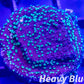 Montipora Coral- SPS Frag- Monti WYSIWYG Montipora Coral- SPS Frag- Monti WYSIWYG SPS Montipora Coral- SPS Frag- Monti WYSIWYG Zeo Box Reef