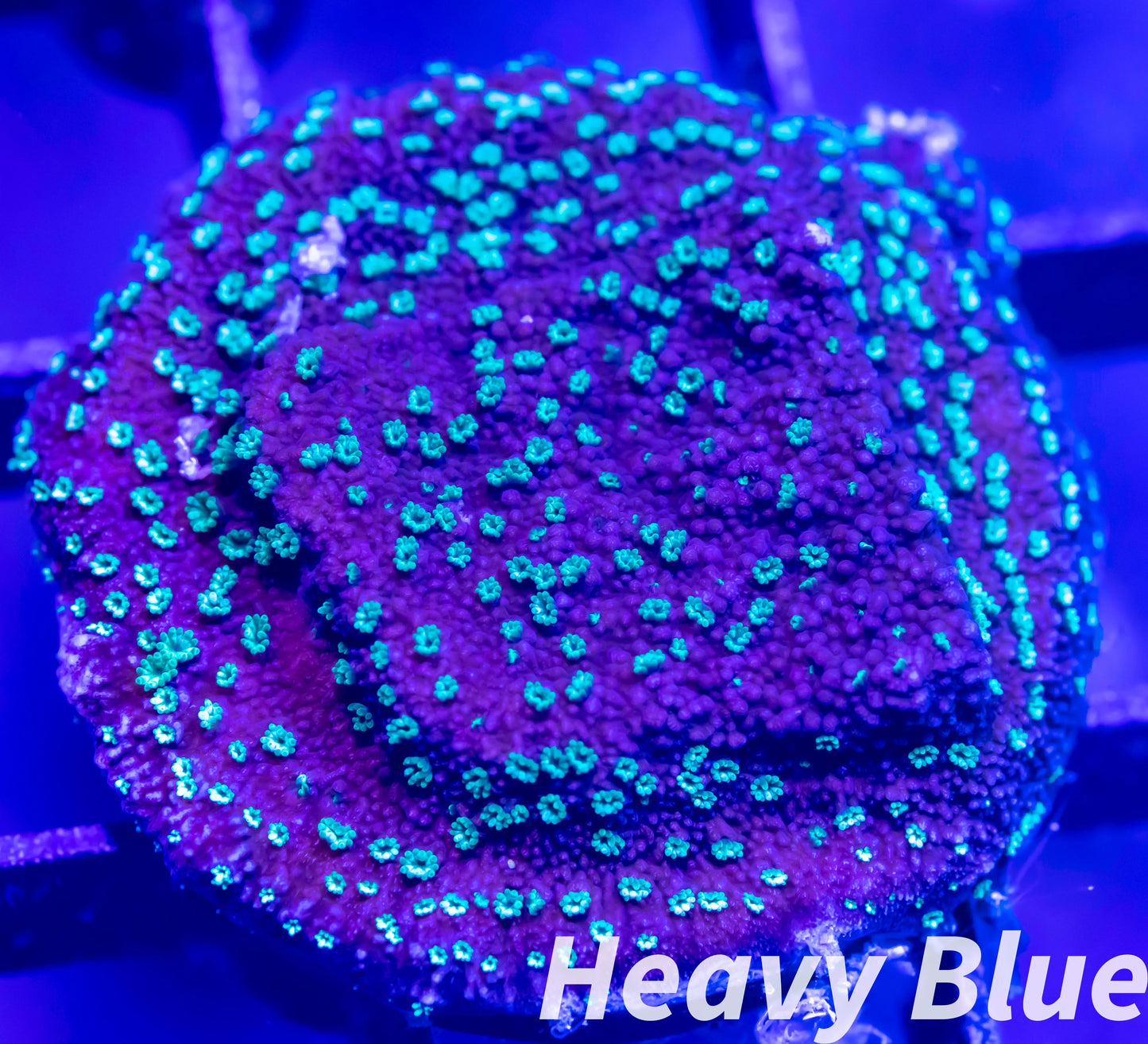 Montipora Coral- SPS Frag- Monti WYSIWYG Montipora Coral- SPS Frag- Monti WYSIWYG SPS Montipora Coral- SPS Frag- Monti WYSIWYG Zeo Box Reef