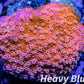 Montipora Coral- SPS Frag- Pink Bits Monti WYSIWYG Montipora Coral- SPS Frag- Pink Bits Monti WYSIWYG SPS Montipora Coral- SPS Frag- Pink Bits Monti WYSIWYG Zeo Box Reef