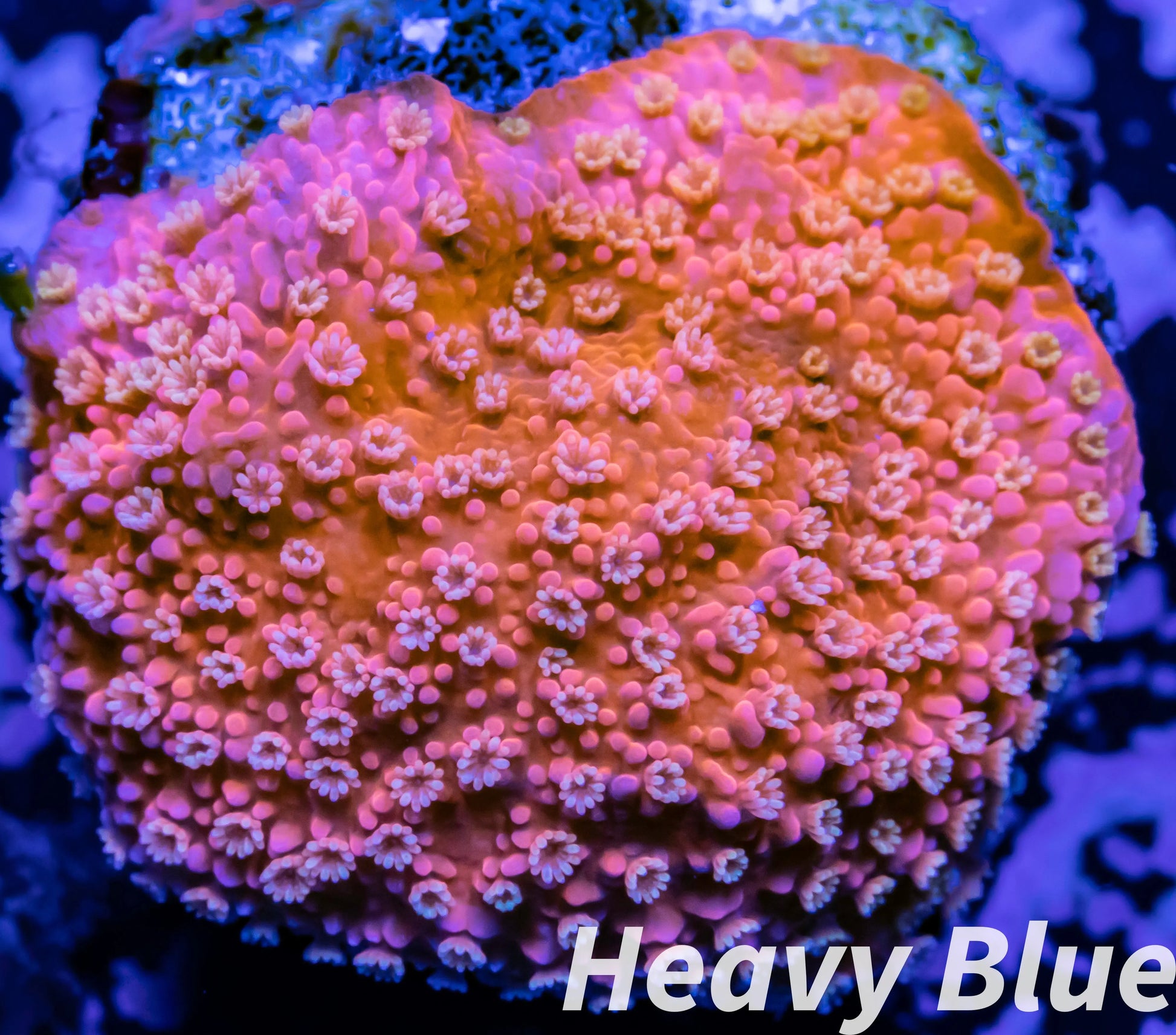 Montipora Coral- SPS Frag- Pink Bits Monti WYSIWYG Montipora Coral- SPS Frag- Pink Bits Monti WYSIWYG SPS Montipora Coral- SPS Frag- Pink Bits Monti WYSIWYG Zeo Box Reef