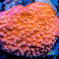 Montipora Coral- SPS Frag- Pink Bits Monti WYSIWYG Montipora Coral- SPS Frag- Pink Bits Monti WYSIWYG SPS Montipora Coral- SPS Frag- Pink Bits Monti WYSIWYG Zeo Box Reef