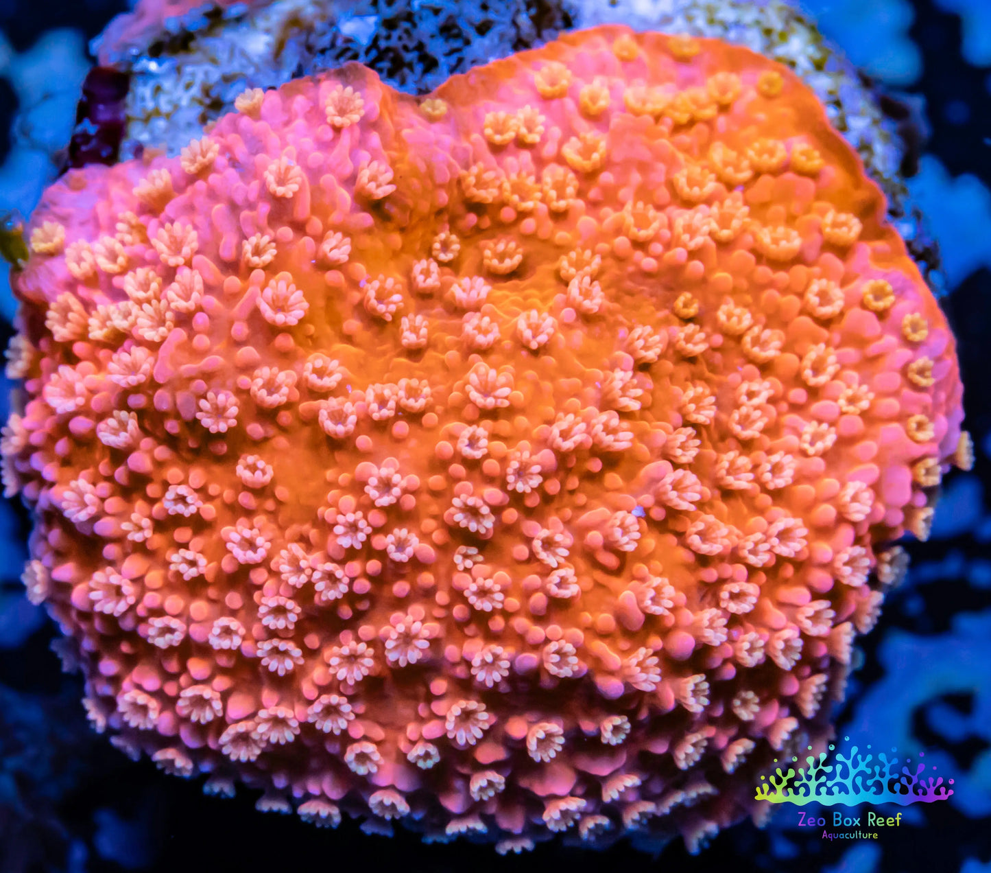 Montipora Coral- SPS Frag- Pink Bits Monti WYSIWYG Montipora Coral- SPS Frag- Pink Bits Monti WYSIWYG SPS Montipora Coral- SPS Frag- Pink Bits Monti WYSIWYG Zeo Box Reef