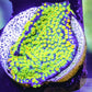 Montipora Coral- SPS Frag- Rainbow Monti Live Sale Montipora Coral- SPS Frag- Rainbow Monti Live Sale SPS Montipora Coral- SPS Frag- Rainbow Monti Live Sale Zeo Box Reef