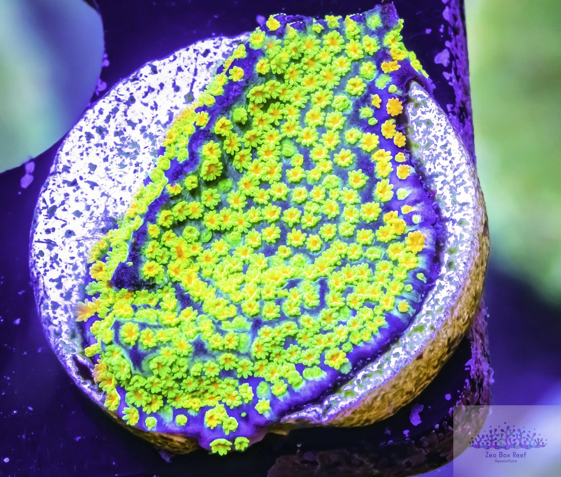 Montipora Coral- SPS Frag- Rainbow Monti Live Sale Montipora Coral- SPS Frag- Rainbow Monti Live Sale SPS Montipora Coral- SPS Frag- Rainbow Monti Live Sale Zeo Box Reef