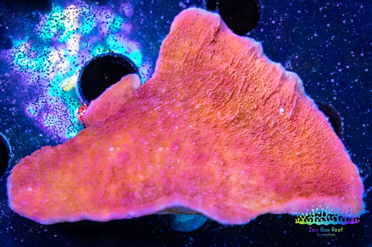 Montipora Coral- SPS Frag- Red Monti Cap Montipora Coral- SPS Frag- Red Monti Cap SPS Montipora Coral- SPS Frag- Red Monti Cap Zeo Box Reef Aquaculture