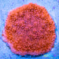 Montipora Coral- SPS Frag- Red Monti Frag Montipora Coral- SPS Frag- Red Monti Frag SPS Montipora Coral- SPS Frag- Red Monti Frag Zeo Box Reef Aquaculture