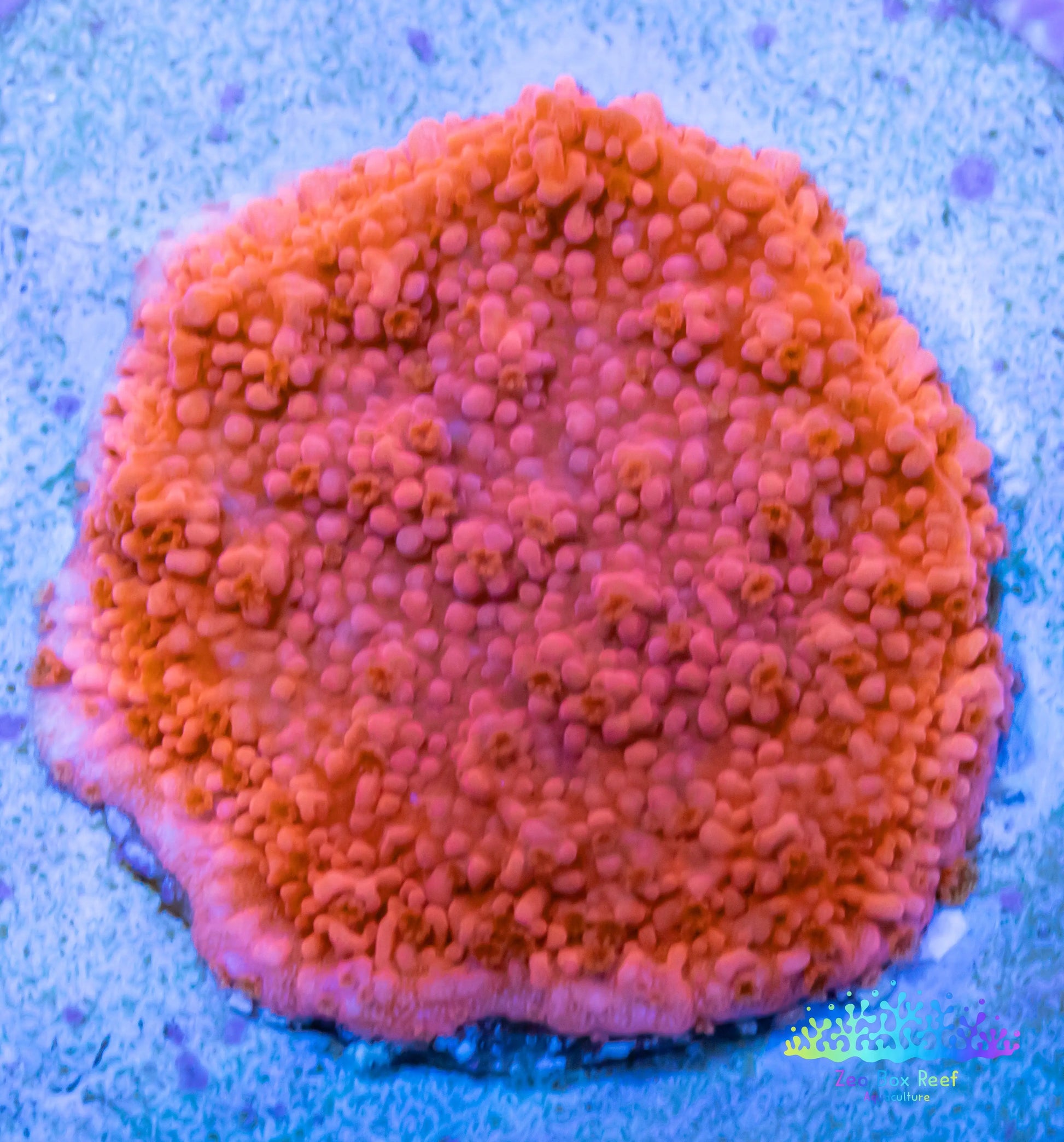 Montipora Coral- SPS Frag- Red Monti Frag Montipora Coral- SPS Frag- Red Monti Frag SPS Montipora Coral- SPS Frag- Red Monti Frag Zeo Box Reef Aquaculture