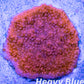 Montipora Coral- SPS Frag- Red Monti Frag Montipora Coral- SPS Frag- Red Monti Frag SPS Montipora Coral- SPS Frag- Red Monti Frag Zeo Box Reef Aquaculture