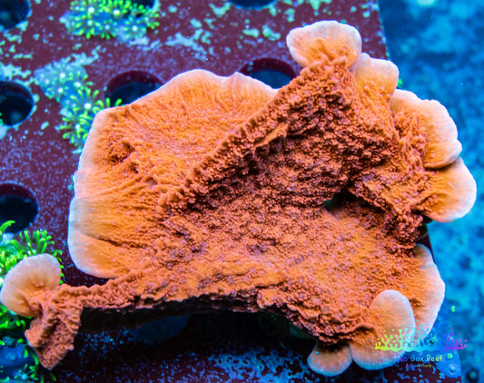 Montipora Coral- SPS Frag- Red Scrolling Monti Cap -Large Scroll Montipora Coral- SPS Frag- Red Scrolling Monti Cap -Large Scroll SPS Montipora Coral- SPS Frag- Red Scrolling Monti Cap -Large Scroll Zeo Box Reef Aquaculture