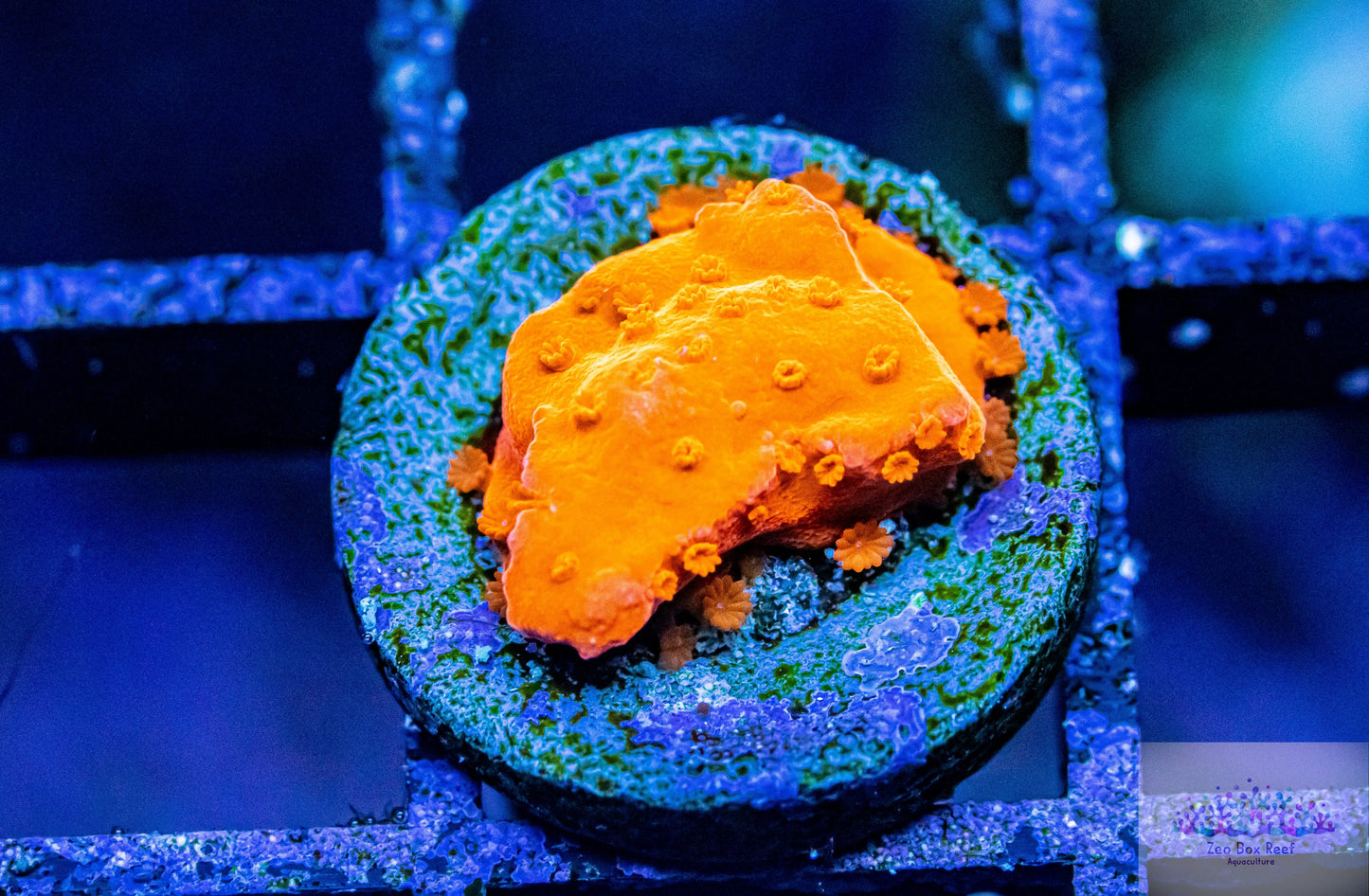 Montipora Coral- SPS Frag- Setosa Monti Montipora Coral- SPS Frag- Setosa Monti SPS Montipora Coral- SPS Frag- Setosa Monti Zeo Box Reef