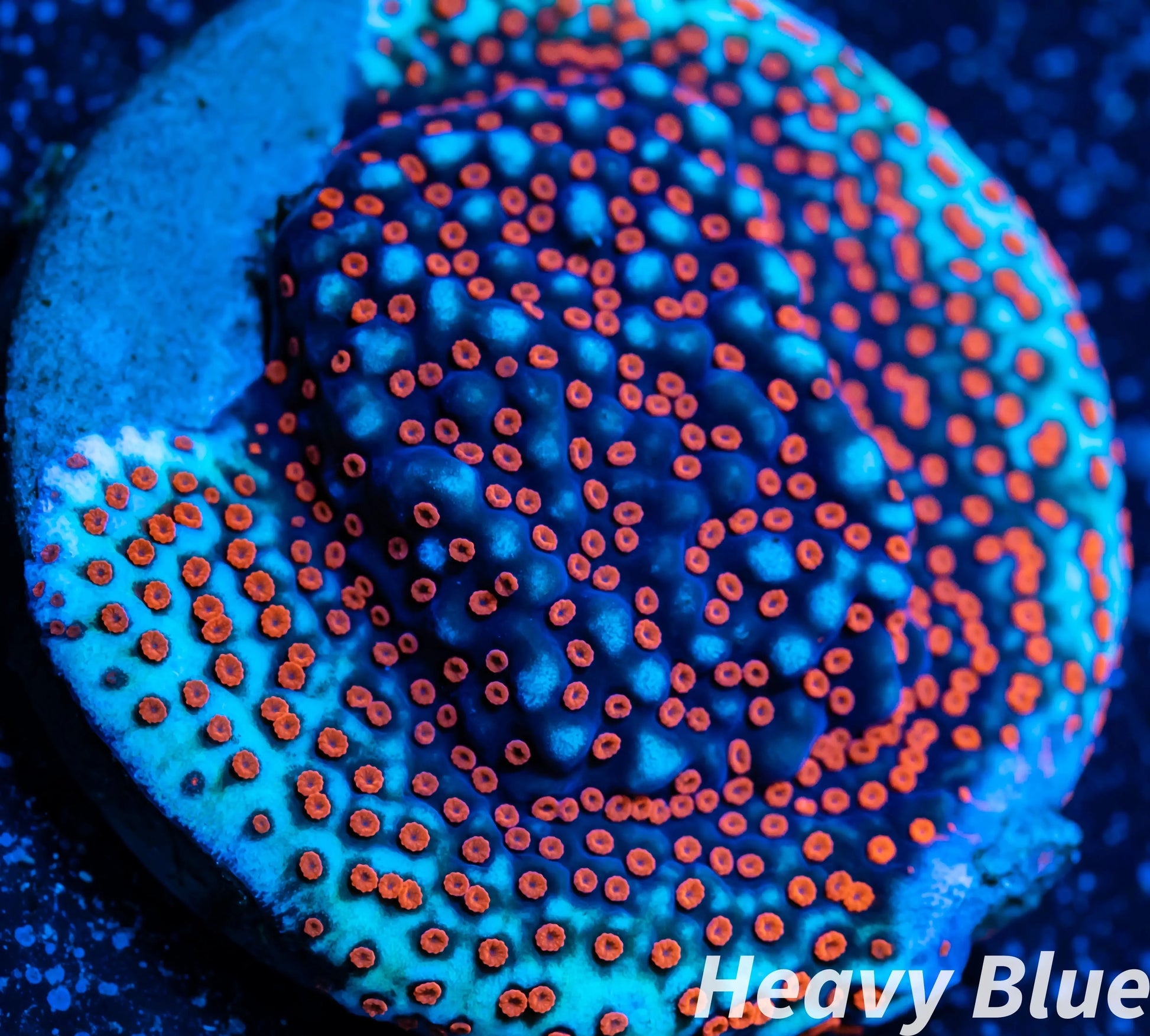 Montipora Coral- SPS Frag- Superman Monti WYSIWYG Montipora Coral- SPS Frag- Superman Monti WYSIWYG SPS Montipora Coral- SPS Frag- Superman Monti WYSIWYG Zeo Box Reef