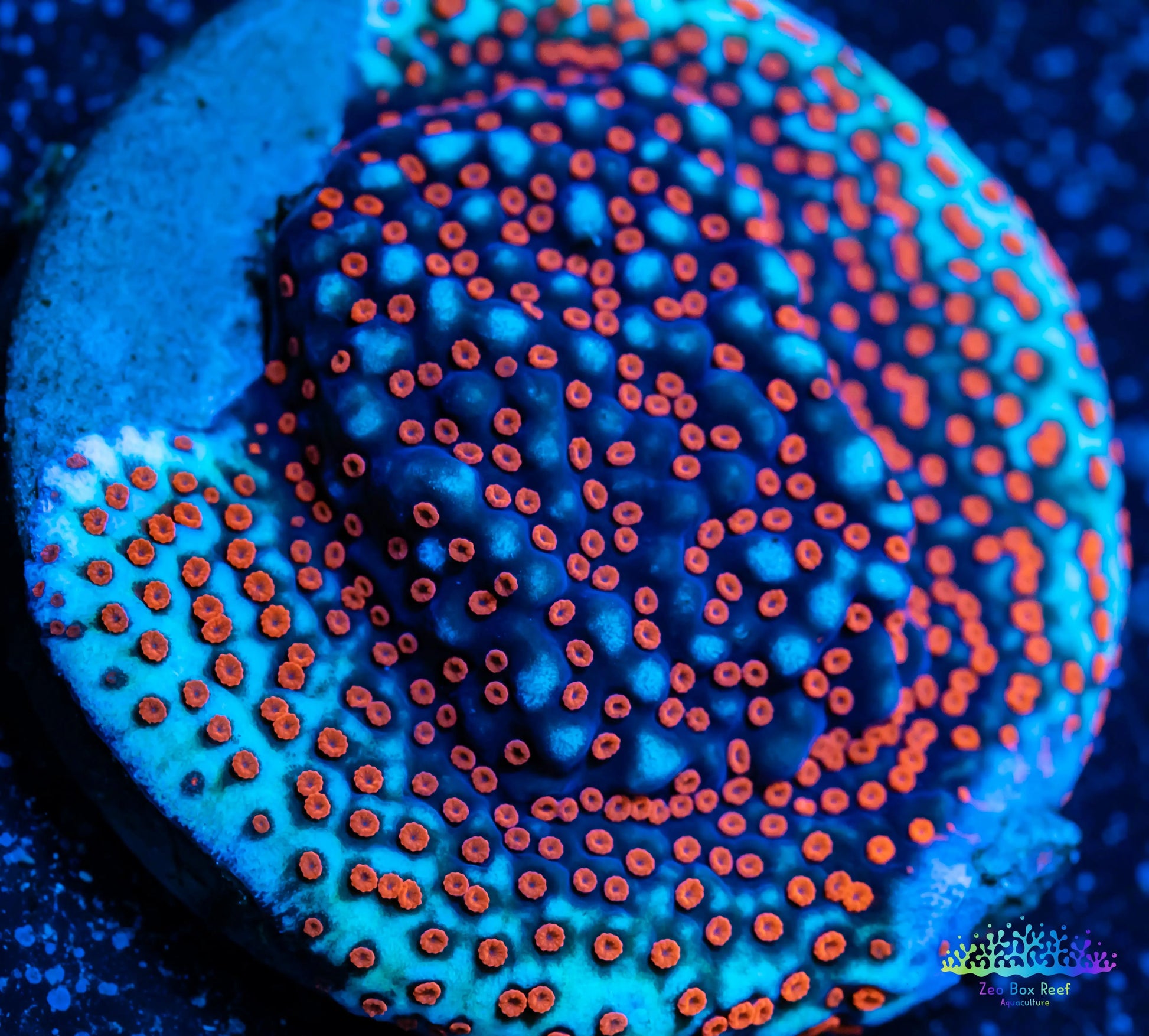 Montipora Coral- SPS Frag- Superman Monti WYSIWYG Montipora Coral- SPS Frag- Superman Monti WYSIWYG SPS Montipora Coral- SPS Frag- Superman Monti WYSIWYG Zeo Box Reef