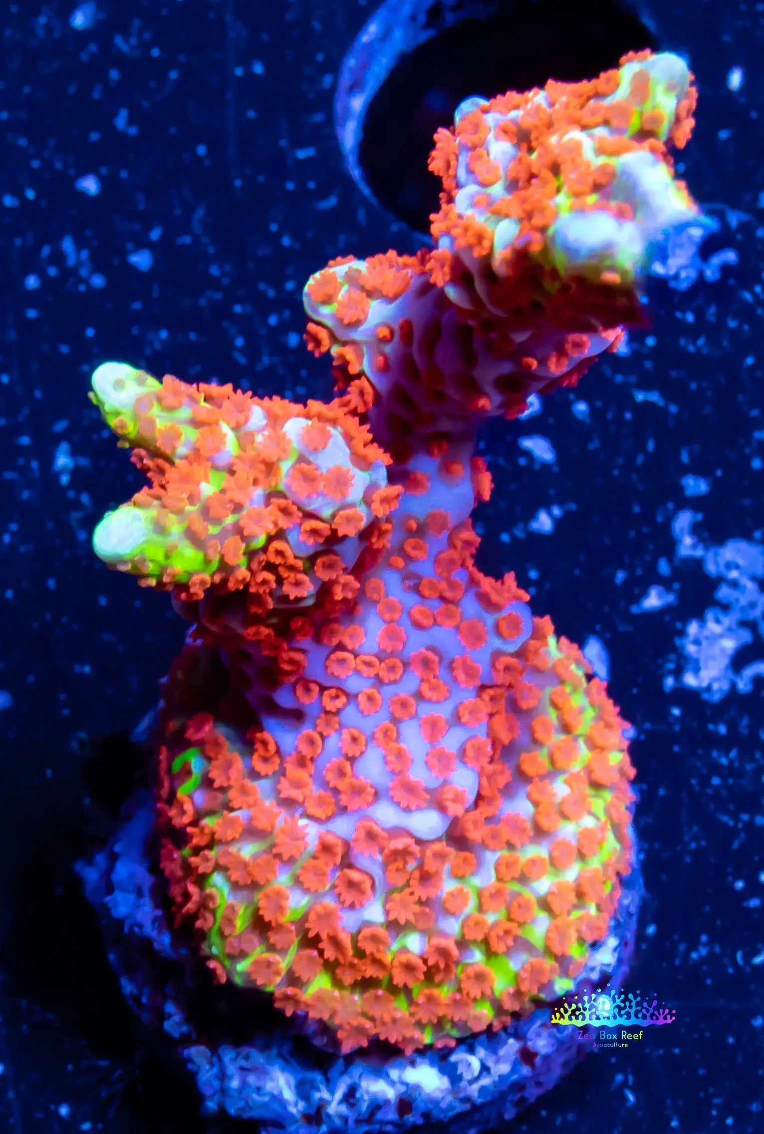 Montipora Digitata Coral- SPS Frag- BubbleGum  Digi Montipora Digitata Coral- SPS Frag- BubbleGum  Digi SPS Montipora Digitata Coral- SPS Frag- BubbleGum  Digi Zeo Box Reef