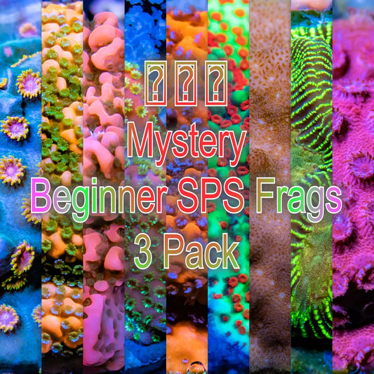 Mystery Beginner SPS Frag 3 Pack Mystery Beginner SPS Frag 3 Pack Hobbies & Creative Arts Mystery Beginner SPS Frag 3 Pack Zeo Box Reef Aquaculture