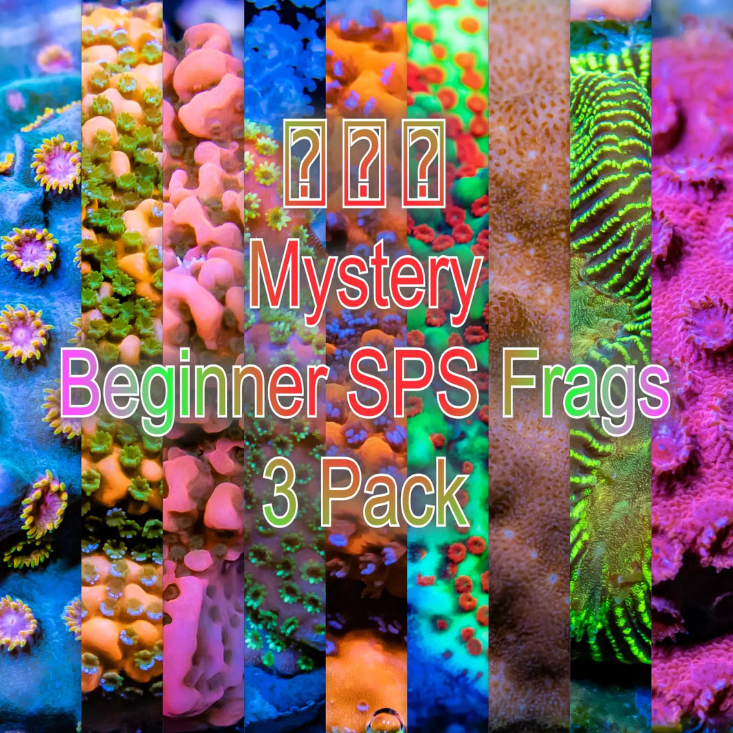 Mystery Beginner SPS Frag 3 Pack