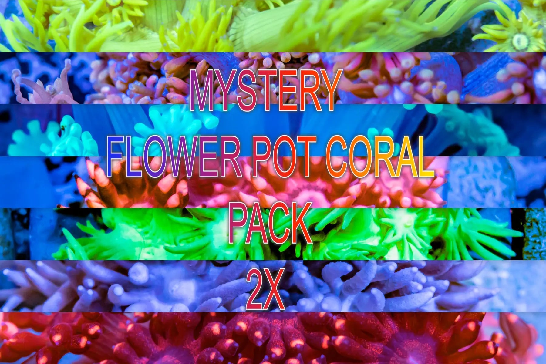 Mystery Flower Pot Frag Pack 2 x Frags