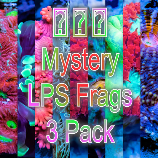 Mystery LPS Frag 3 Pack Mystery LPS Frag 3 Pack Hobbies & Creative Arts Mystery LPS Frag 3 Pack Zeo Box Reef Aquaculture