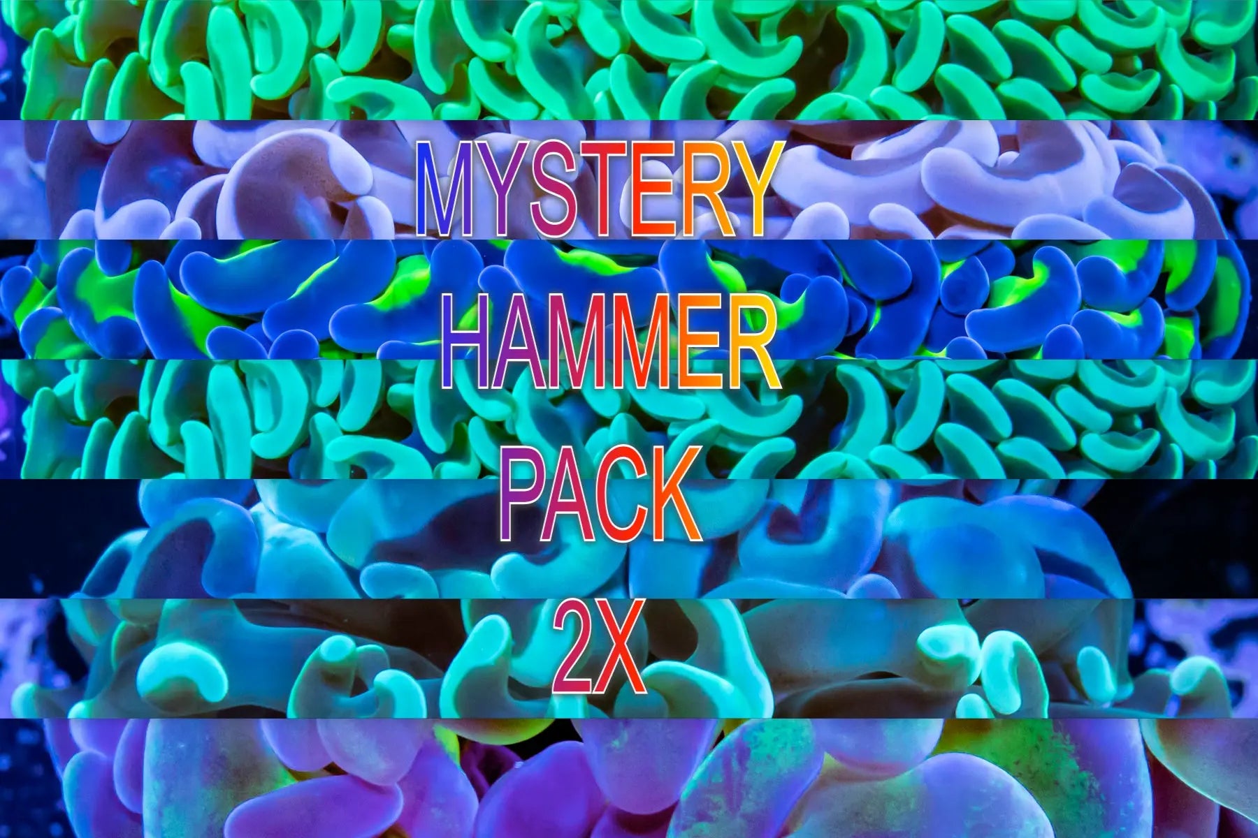 MysteryHammer Coral 2 x Pack MysteryHammer Coral 2 x Pack Hobbies & Creative Arts MysteryHammer Coral 2 x Pack Zeo Box Reef Aquaculture