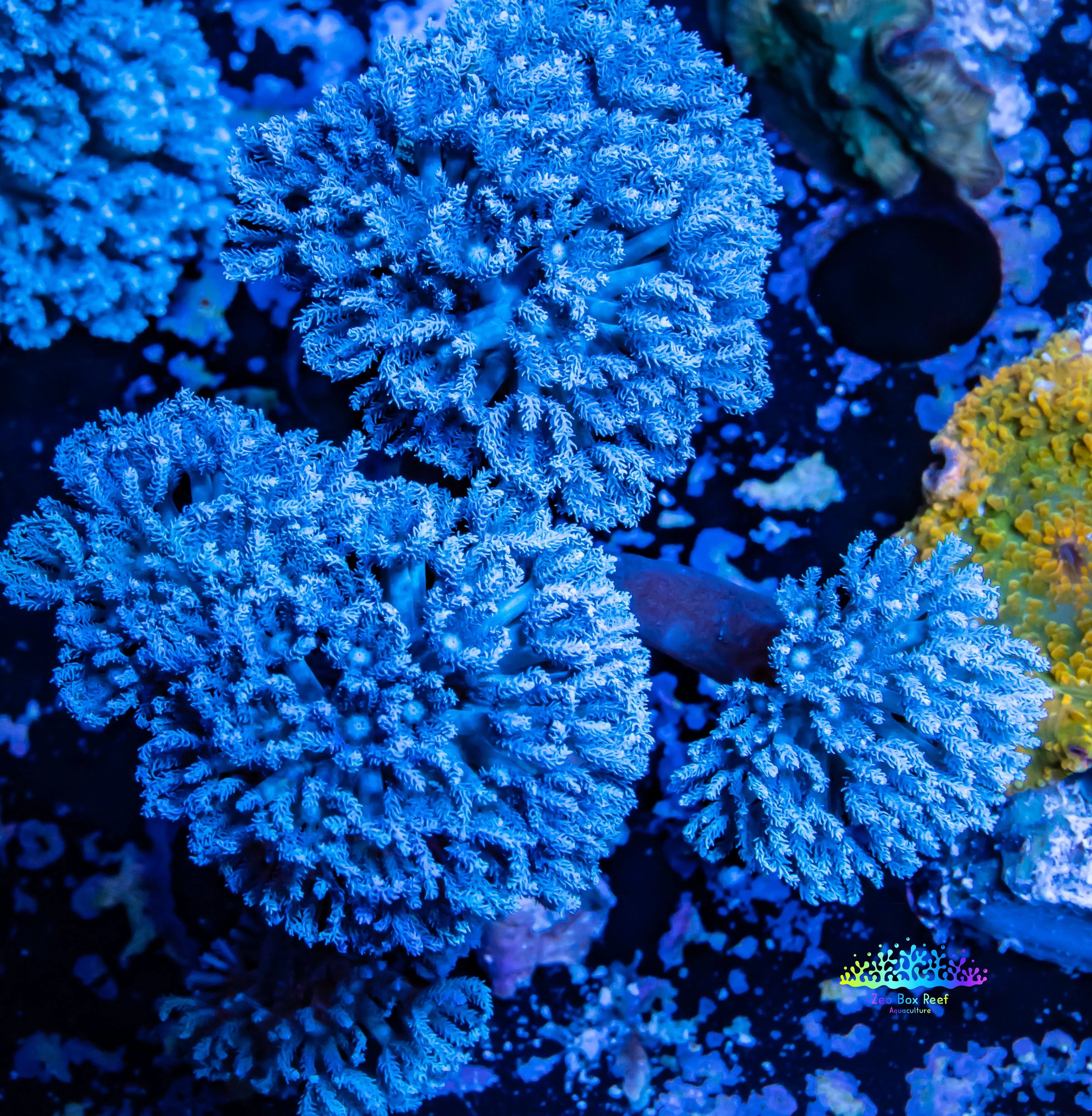 Assorted Acropora Coral Frag Pack  Buy Live Coral for Sale - Vivid  Aquariums