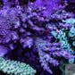 New Release- Acropora Coral- SPS  Frag- Tickled Pink New Release- Acropora Coral- SPS  Frag- Tickled Pink SPS New Release- Acropora Coral- SPS  Frag- Tickled Pink Zeo Box Reef