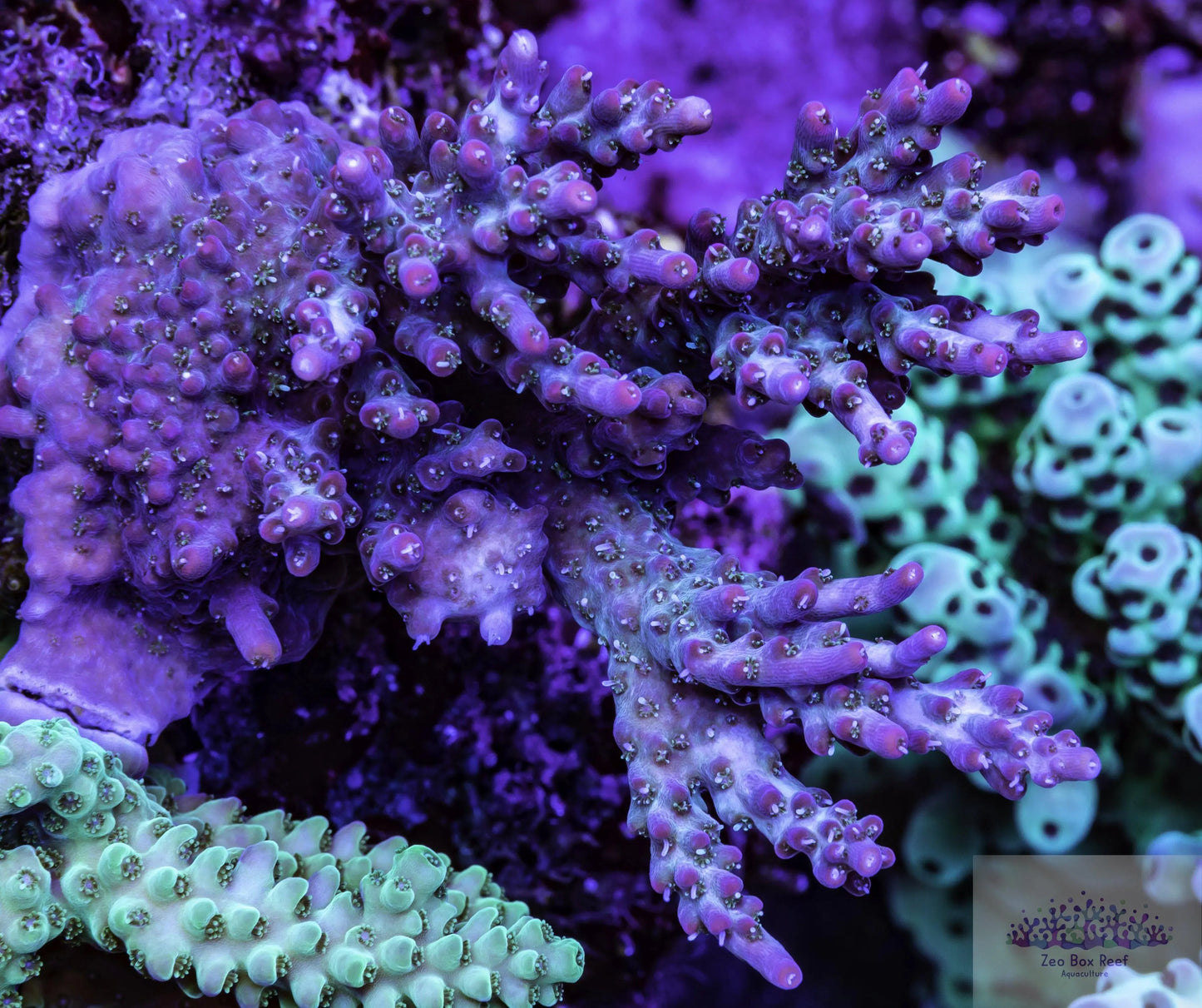 New Release- Acropora Coral- SPS  Frag- Tickled Pink New Release- Acropora Coral- SPS  Frag- Tickled Pink SPS New Release- Acropora Coral- SPS  Frag- Tickled Pink Zeo Box Reef