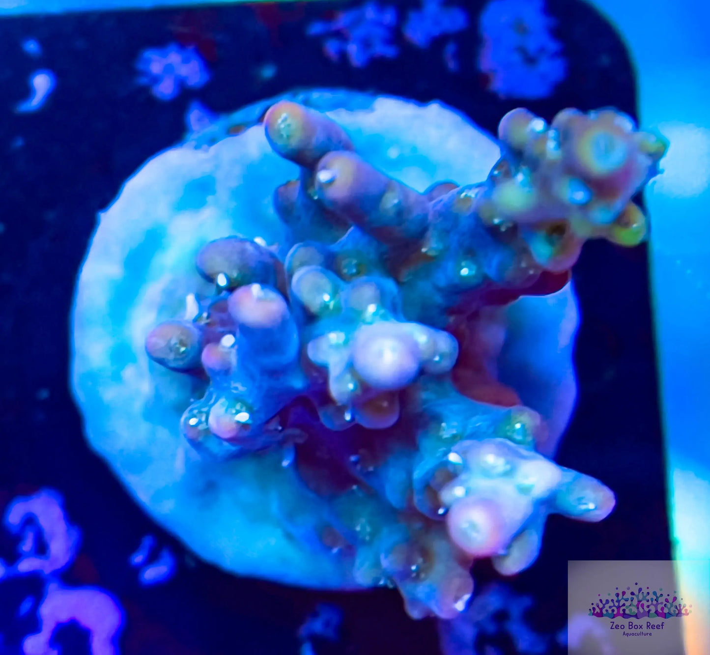 New Release- Acropora Coral- SPS  Frag- Tickled Pink New Release- Acropora Coral- SPS  Frag- Tickled Pink SPS New Release- Acropora Coral- SPS  Frag- Tickled Pink Zeo Box Reef