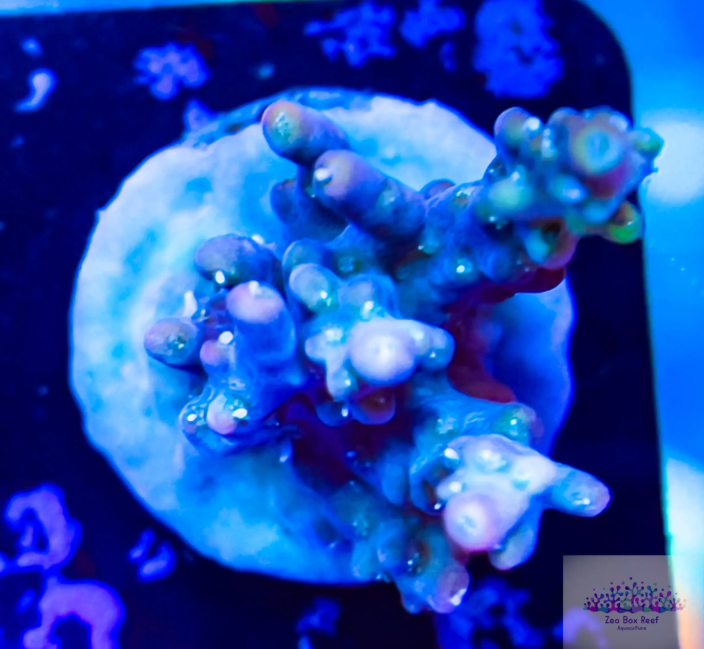 New Release- Acropora Coral- SPS  Frag- Tickled Pink New Release- Acropora Coral- SPS  Frag- Tickled Pink SPS New Release- Acropora Coral- SPS  Frag- Tickled Pink Zeo Box Reef