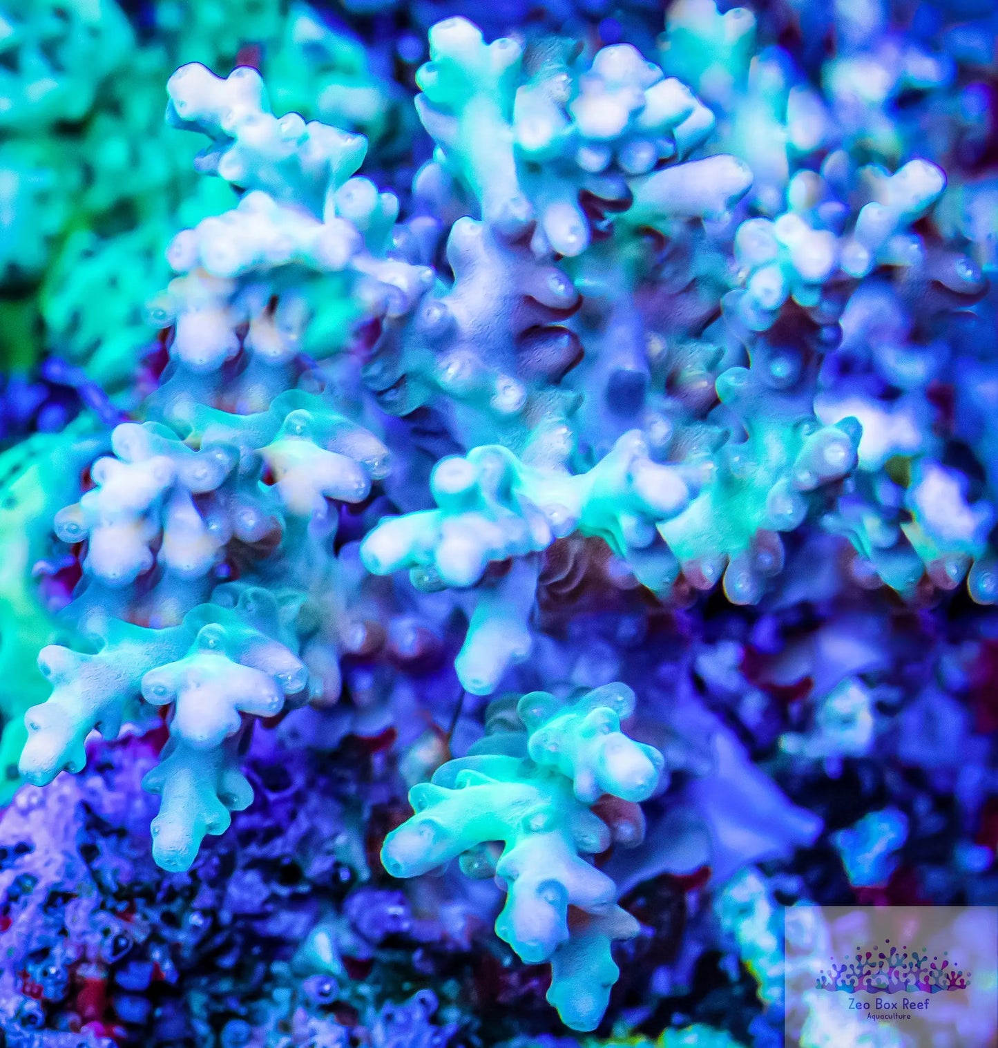 New Release Acropora Coral- SPS  Frag- ZBR Jade New Release Acropora Coral- SPS  Frag- ZBR Jade SPS New Release Acropora Coral- SPS  Frag- ZBR Jade Zeo Box Reef