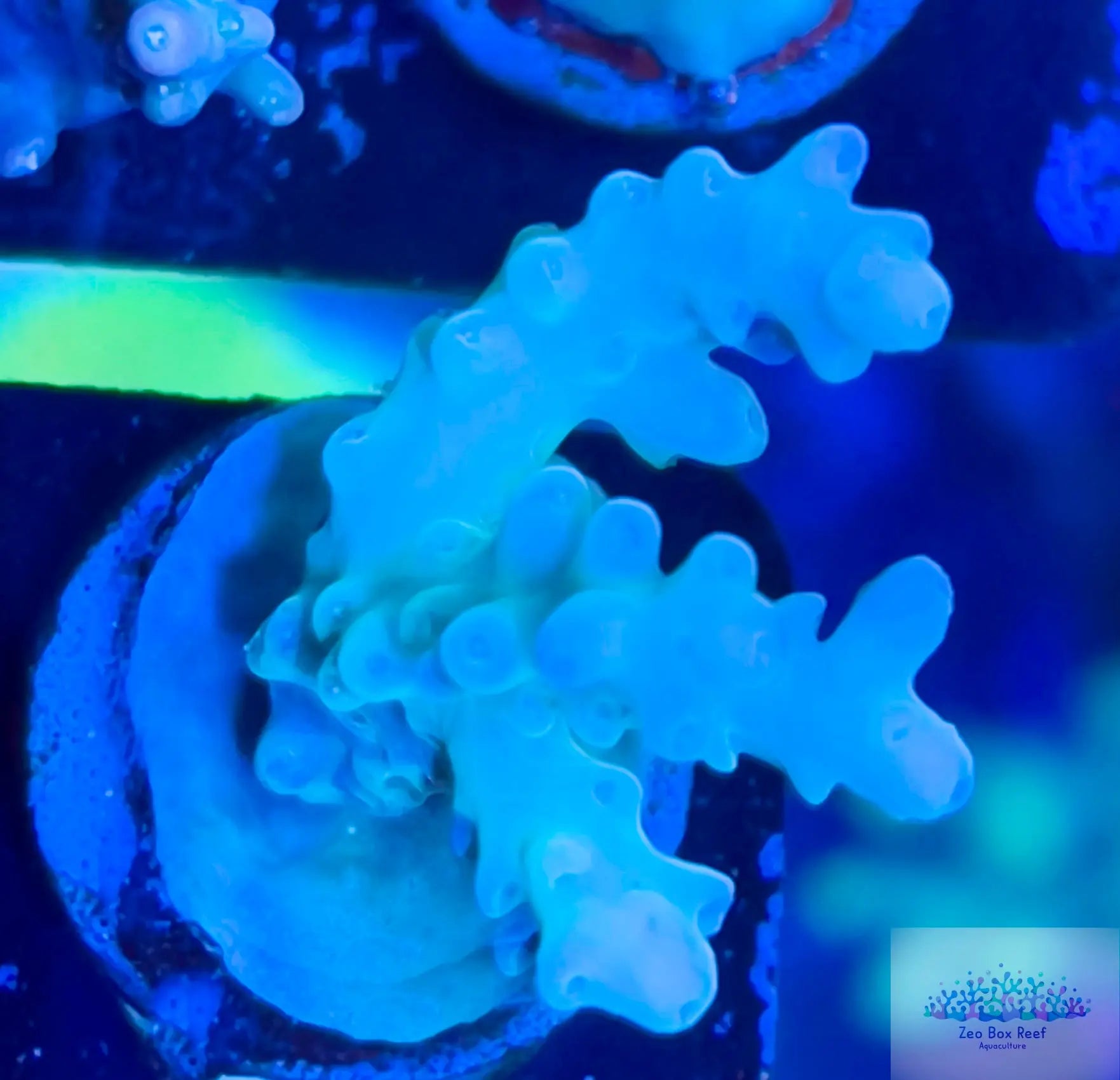 New Release Acropora Coral- SPS  Frag- ZBR Jade New Release Acropora Coral- SPS  Frag- ZBR Jade SPS New Release Acropora Coral- SPS  Frag- ZBR Jade Zeo Box Reef