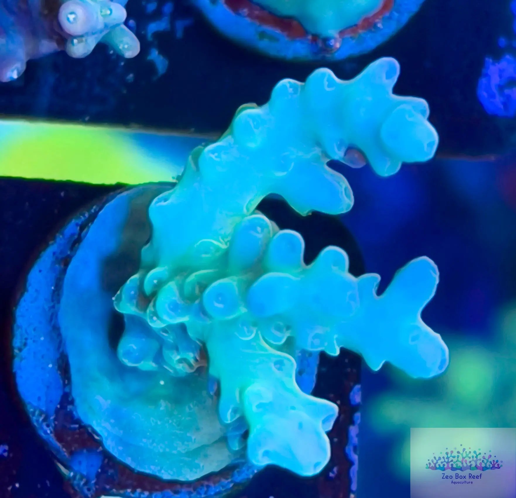 New Release Acropora Coral- SPS  Frag- ZBR Jade New Release Acropora Coral- SPS  Frag- ZBR Jade SPS New Release Acropora Coral- SPS  Frag- ZBR Jade Zeo Box Reef