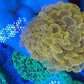 Euphyllia Ancora Coral- LPS - Super Ultra Orange Hammer Coral WYSIWYG 5cm