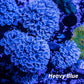 Pulsing Xenia Coral  WYSIWYG 5cm Pulsing Xenia Coral  WYSIWYG 5cm Soft Coral Pulsing Xenia Coral  WYSIWYG 5cm Zeo Box Reef