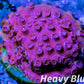 SPS Coral- Cyphastrea - Frag- WYSIWYG SPS Coral- Cyphastrea - Frag- WYSIWYG SPS SPS Coral- Cyphastrea - Frag- WYSIWYG Zeo Box Reef