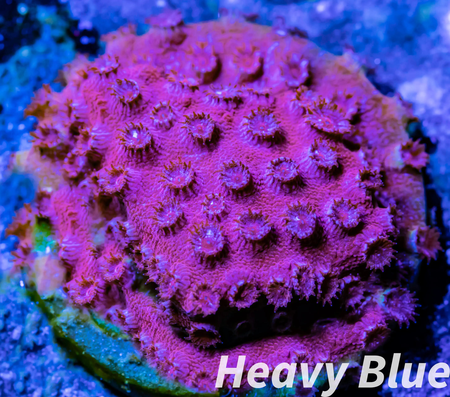 SPS Coral- Cyphastrea - Frag- WYSIWYG SPS Coral- Cyphastrea - Frag- WYSIWYG SPS SPS Coral- Cyphastrea - Frag- WYSIWYG Zeo Box Reef