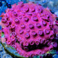 SPS Coral- Cyphastrea - Frag- WYSIWYG SPS Coral- Cyphastrea - Frag- WYSIWYG SPS SPS Coral- Cyphastrea - Frag- WYSIWYG Zeo Box Reef