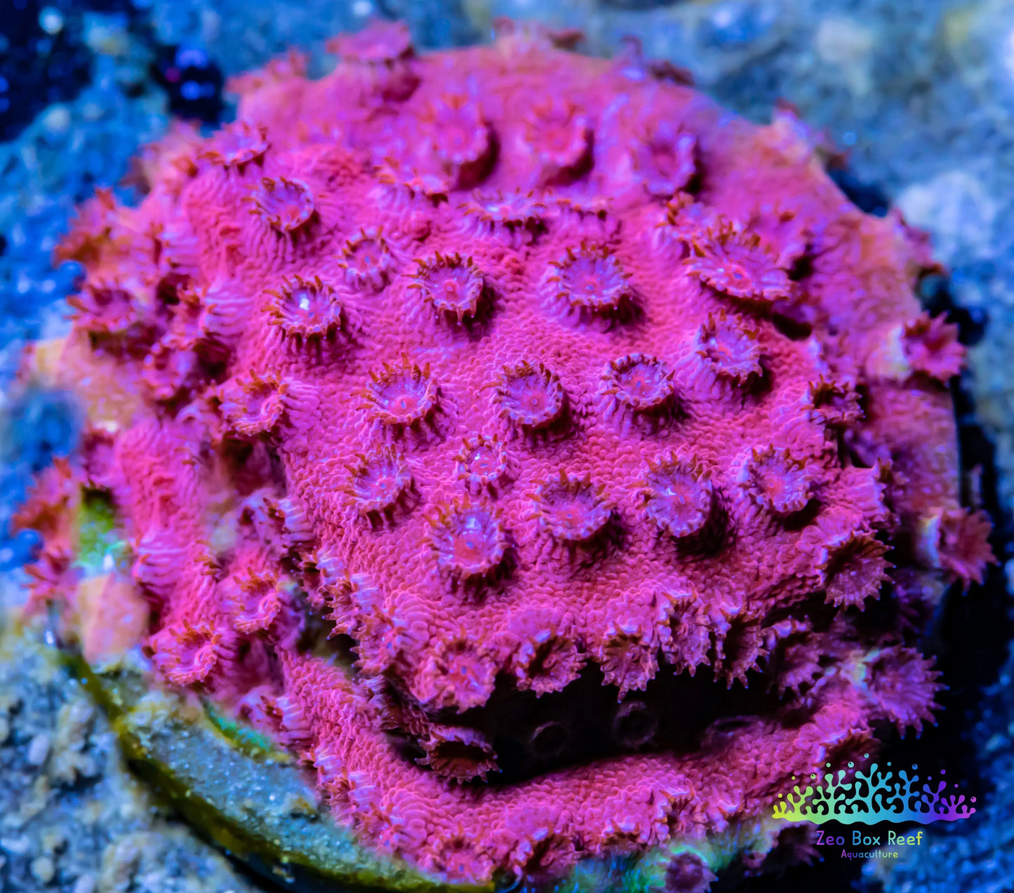 SPS Coral- Cyphastrea - Frag- WYSIWYG SPS Coral- Cyphastrea - Frag- WYSIWYG SPS SPS Coral- Cyphastrea - Frag- WYSIWYG Zeo Box Reef