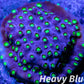 SPS Coral- Cyphastrea - Frag- WYSIWYG SPS Coral- Cyphastrea - Frag- WYSIWYG SPS SPS Coral- Cyphastrea - Frag- WYSIWYG Zeo Box Reef