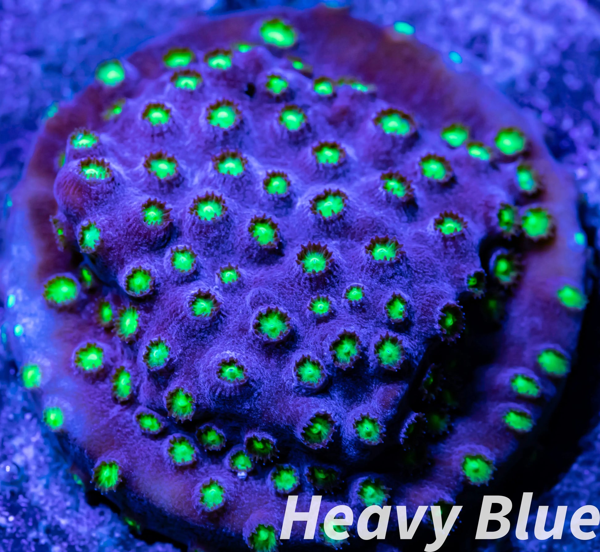 SPS Coral- Cyphastrea - Frag- WYSIWYG SPS Coral- Cyphastrea - Frag- WYSIWYG SPS SPS Coral- Cyphastrea - Frag- WYSIWYG Zeo Box Reef