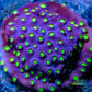 SPS Coral- Cyphastrea - Frag- WYSIWYG SPS Coral- Cyphastrea - Frag- WYSIWYG SPS SPS Coral- Cyphastrea - Frag- WYSIWYG Zeo Box Reef