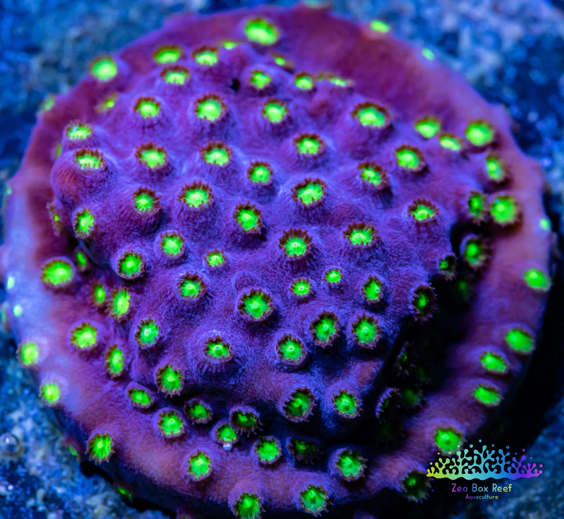 SPS Coral- Cyphastrea - Frag- WYSIWYG SPS Coral- Cyphastrea - Frag- WYSIWYG SPS SPS Coral- Cyphastrea - Frag- WYSIWYG Zeo Box Reef