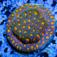 SPS Coral- Cyphastrea - Frag- WYSIWYG SPS Coral- Cyphastrea - Frag- WYSIWYG SPS SPS Coral- Cyphastrea - Frag- WYSIWYG Zeo Box Reef